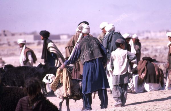 Afghani Farmer with Sheep, Camel Market, Kabul